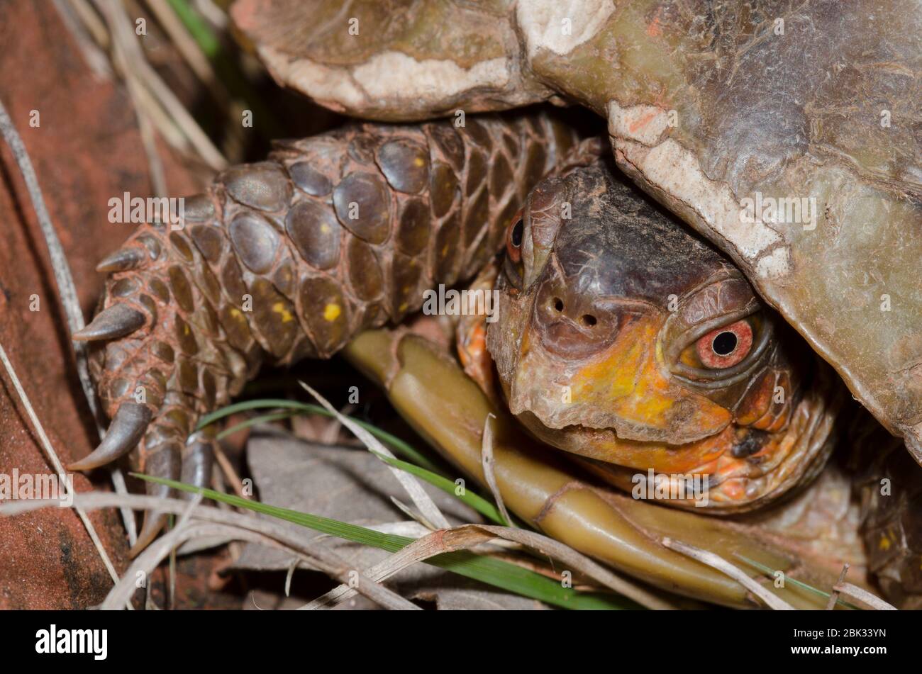 Drei-toed Box Turtle, Terrapene Carolina Stockfoto