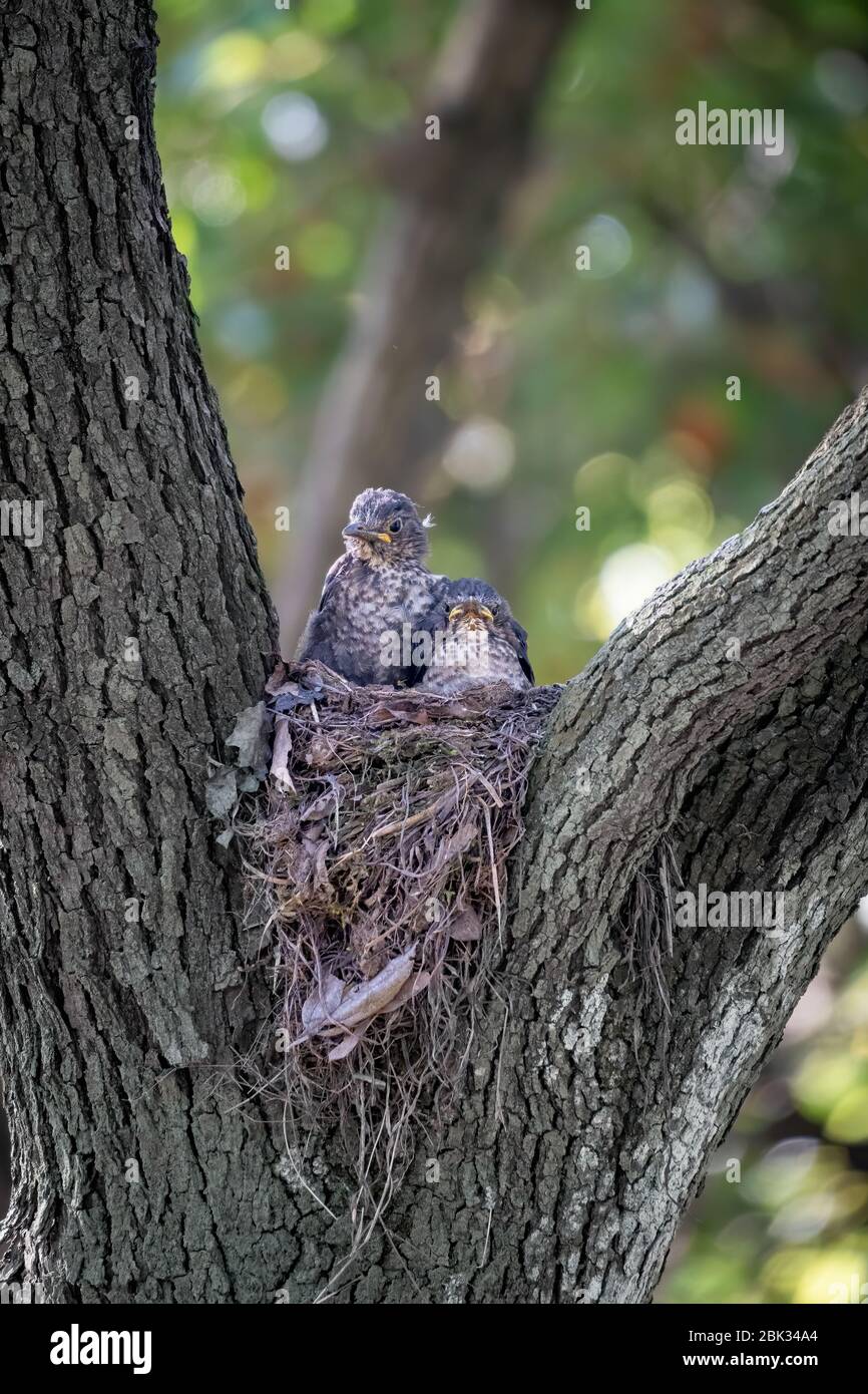 Nahaufnahme des Jungen einer Amsel während des Frühlings an sonnigen Tagen Stockfoto