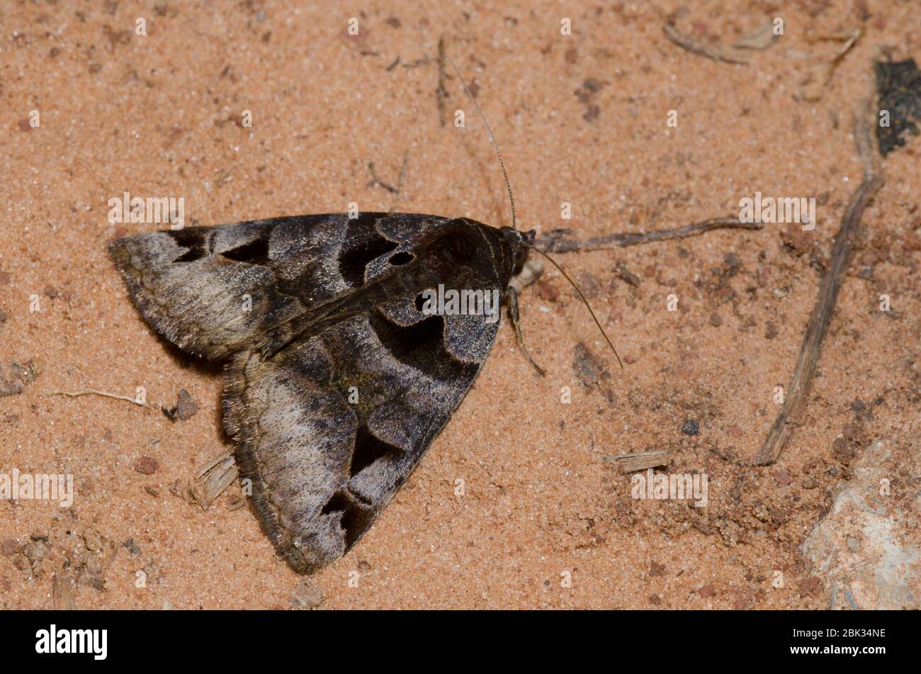 Gezahnter Somberwing, Euclidia cuspidea Stockfoto