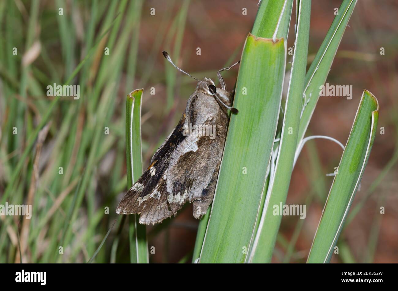 Yucca Giant-Skipper, Megathymus yuccae, männlich getragen und zerfetzt thront auf Arkansas Yucca, Yucca arkansana Stockfoto