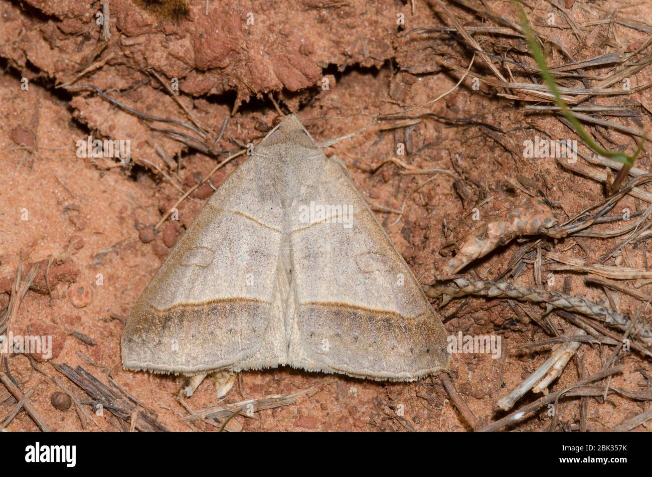 Texas Mocis, Mocis texana Stockfoto