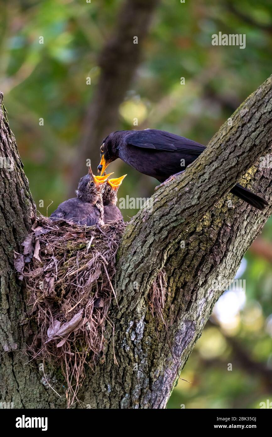 Nahaufnahme einer gemeinsamen Amsel, die ihre Jungen während des Frühlings an sonnigen Tagen füttert Stockfoto