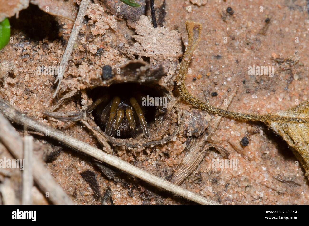 Wafer-Deckel Falltür Spider, Myrmekiaphila comstomi, lauern am Bau Stockfoto
