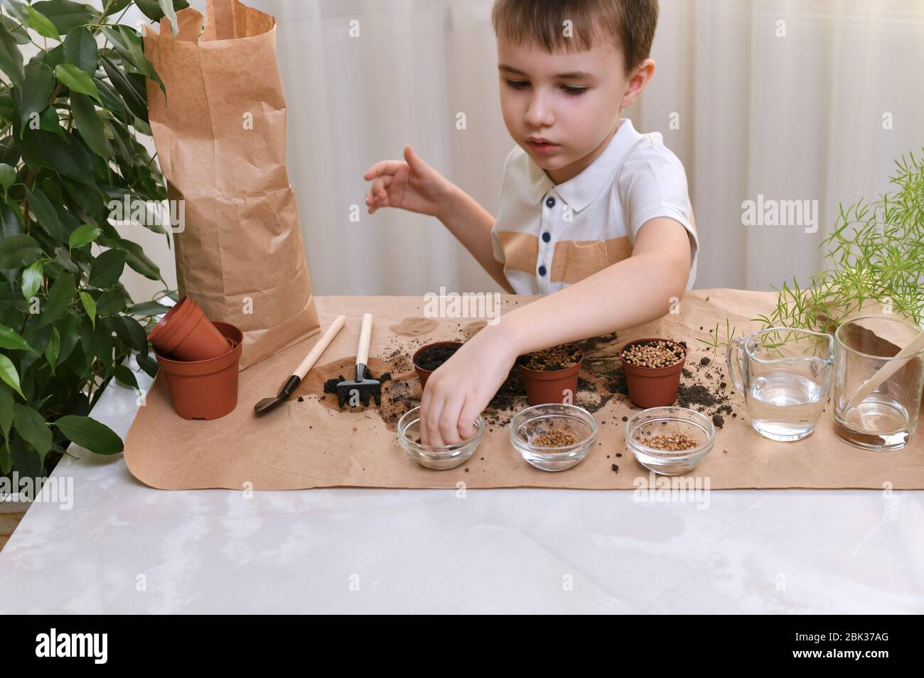 Das Kind ist damit beschäftigt, Mikro-Grüns-Samen in kleinen Töpfen zu Pflanzen. Der Junge nimmt Kohlsamen aus durchsichtigem Becher. Stockfoto