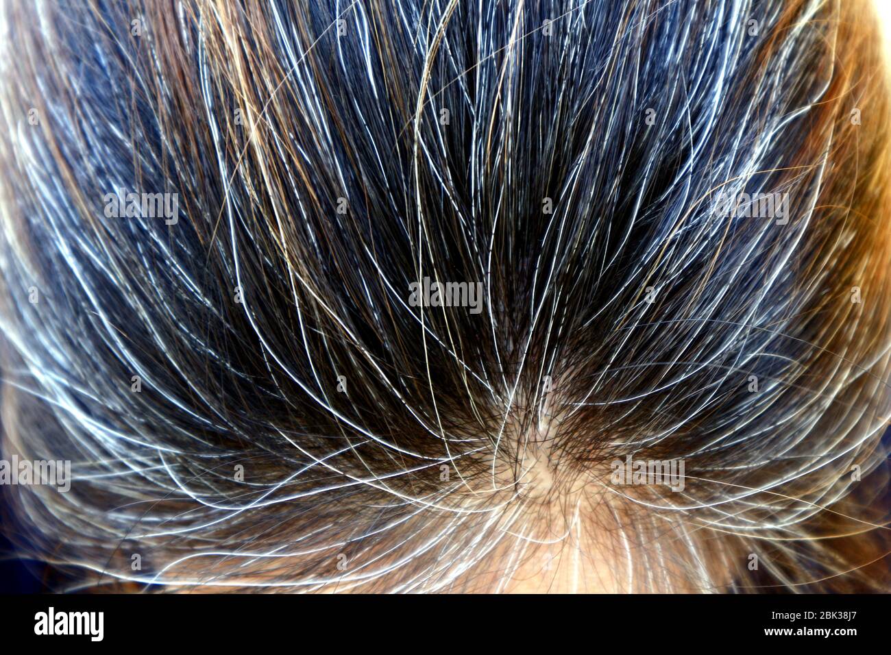 Nahaufnahme eines Frauenkopfes mit braunen, schwarzen und grauen Haaren. Stockfoto