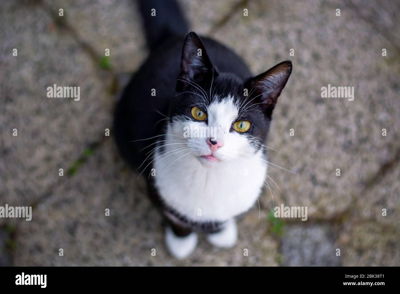 Schwarz-weiße Katze mit gelben Augen, die draußen auf dem Boden sitzt und aufblickt und die Kamera anstarrt Stockfoto