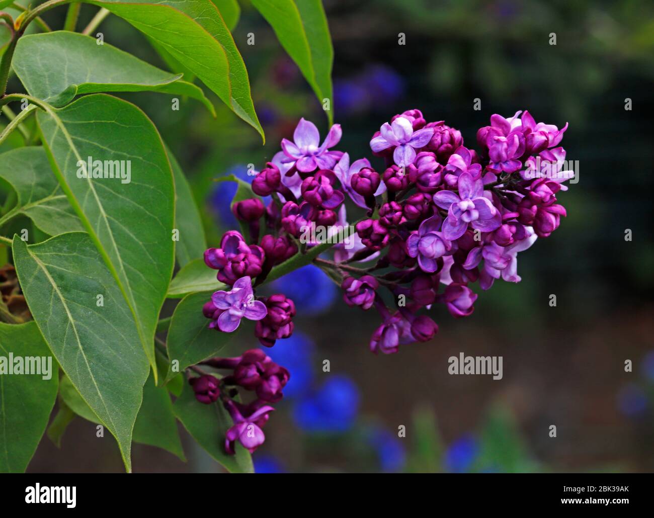 Ein Blick ein Blütenkopf des gemeinen Flieders, Syringa vulgaris, der in einer englischen Gartenrandung in Blüte steht. Stockfoto