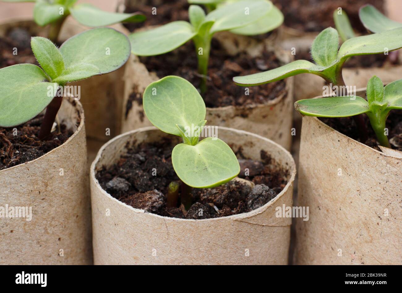 Helianthus annuus. Sonnenblumenkeimlinge wachsen in Papptoilette Roll-Zentren. GROSSBRITANNIEN Stockfoto