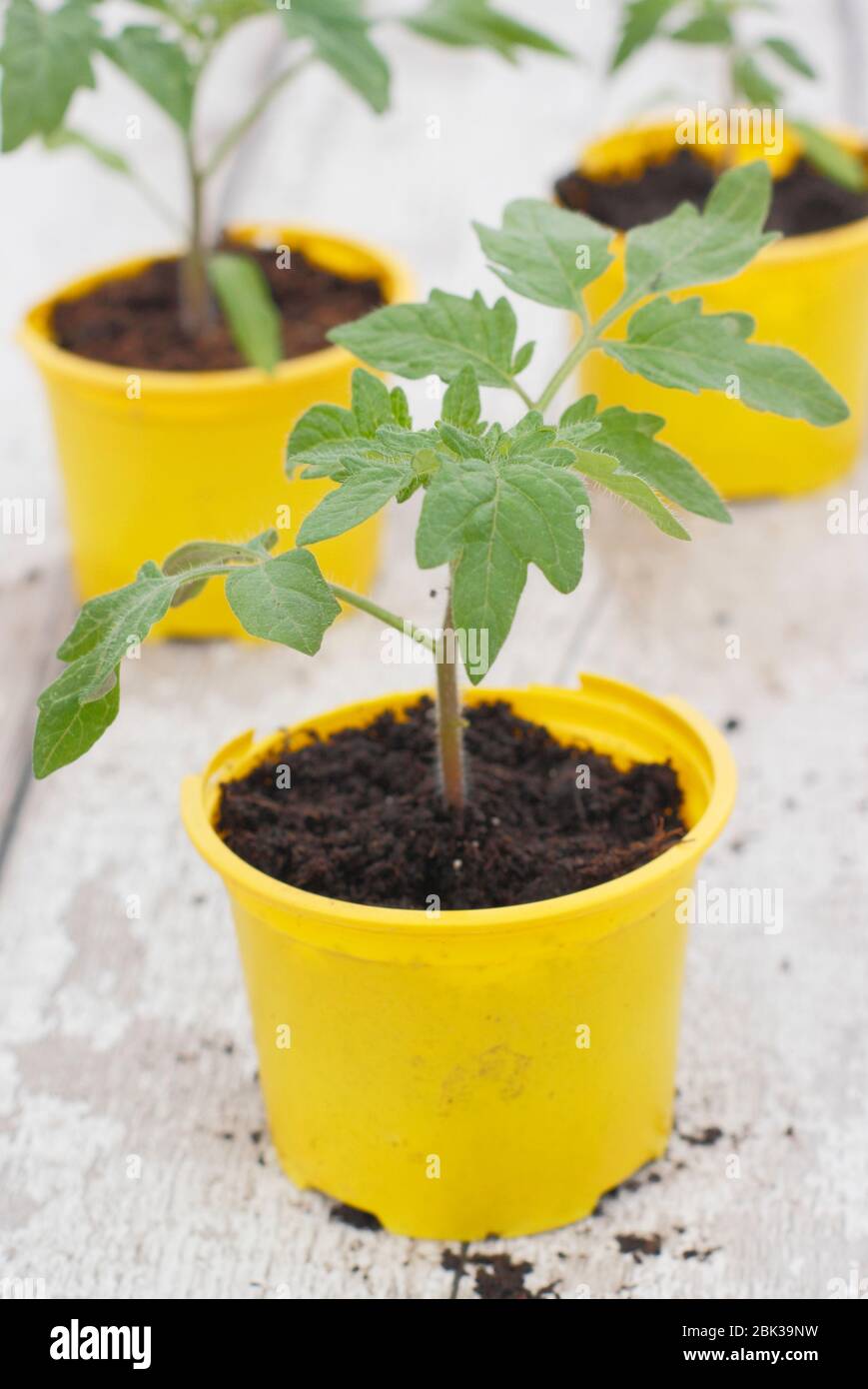 Solanum lycopersicum. Junge Tomatenpflanzen, aus Samen, in wiederverwendeten Kunststofftöpfen im Frühjahr angebaut. GROSSBRITANNIEN Stockfoto