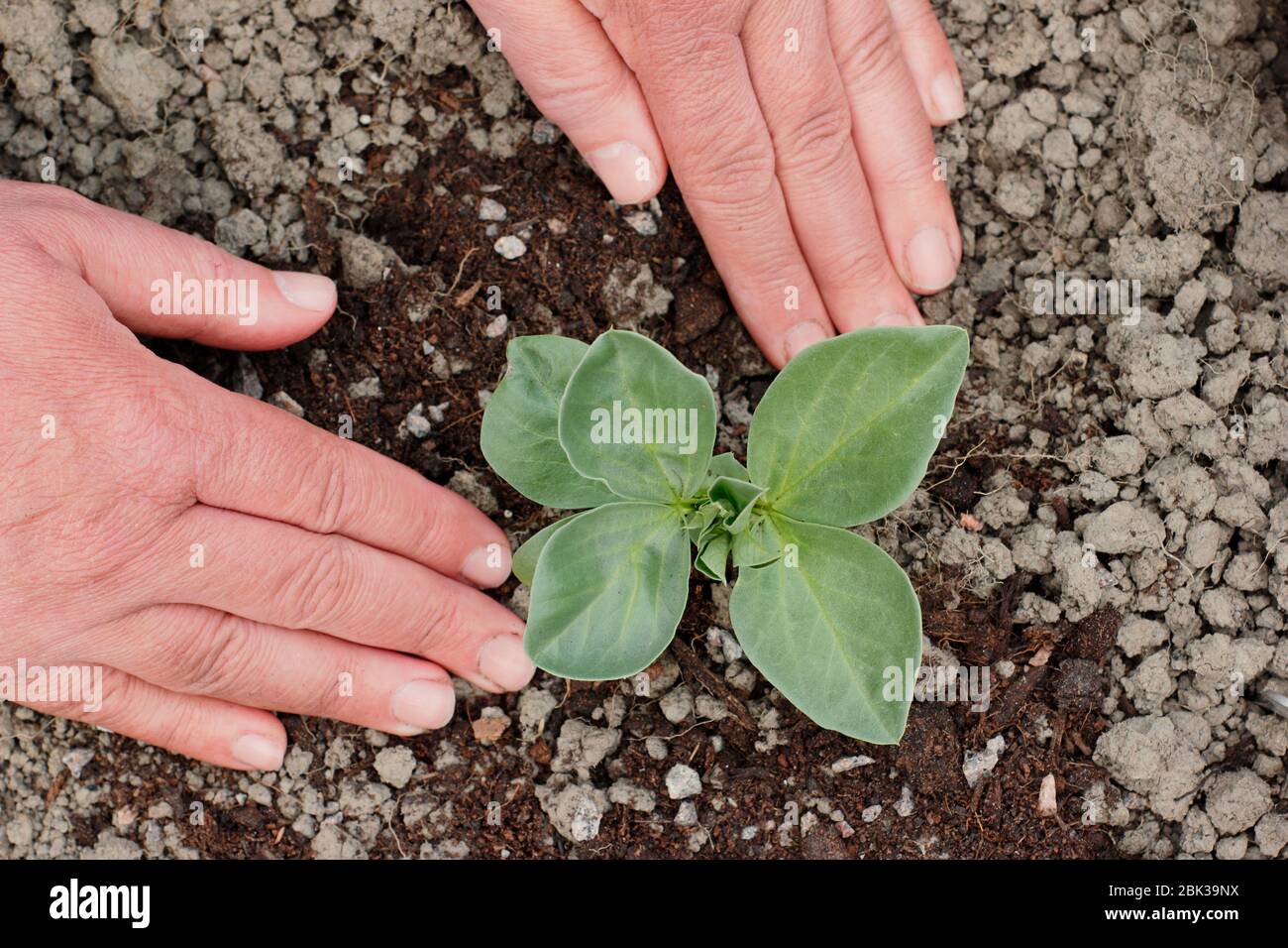 Vicia faba 'Bunyards Exhibition'. Pflanzen junge breite Bohnenpflanzen in einem heimischen Garten Gemüse Grundstück im Frühjahr. GROSSBRITANNIEN Stockfoto
