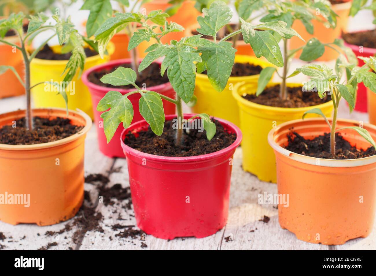 Solanum lycopersicum. Junge Tomatenpflanzen, aus Samen, in wiederverwendeten Kunststofftöpfen im Frühjahr angebaut. GROSSBRITANNIEN Stockfoto