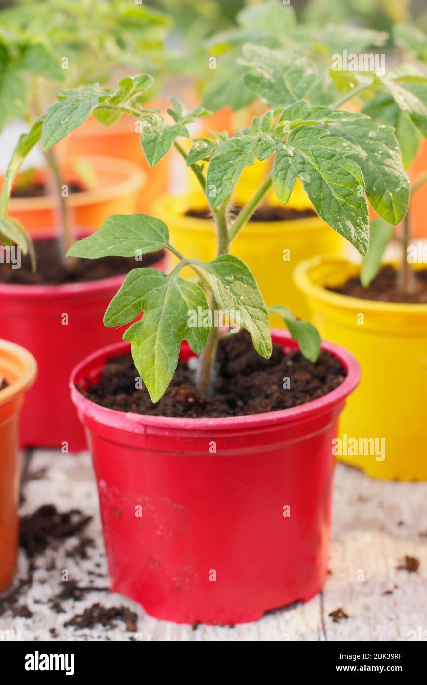 Solanum lycopersicum. Junge Tomatenpflanzen, aus Samen, in wiederverwendeten Kunststofftöpfen im Frühjahr angebaut. GROSSBRITANNIEN Stockfoto