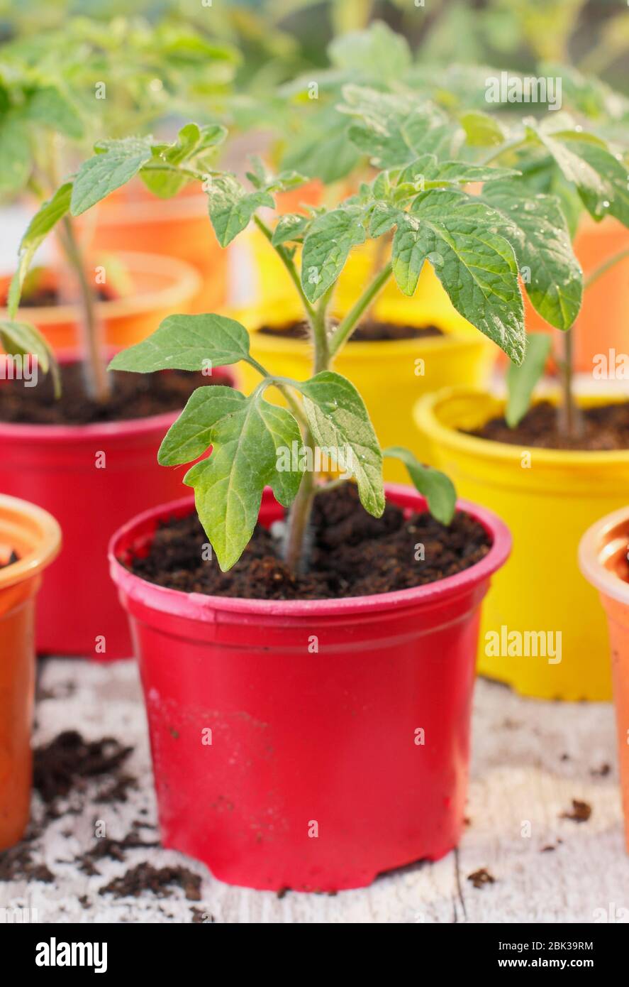 Solanum lycopersicum. Junge Tomatenpflanzen, aus Samen, in wiederverwendeten Kunststofftöpfen im Frühjahr angebaut. GROSSBRITANNIEN Stockfoto