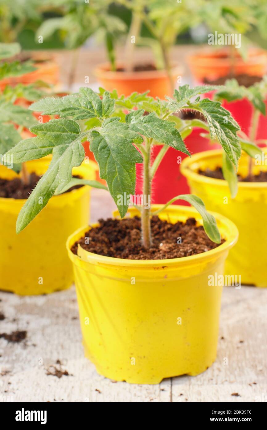 Solanum lycopersicum. Junge Tomatenpflanzen, aus Samen, in wiederverwendeten Kunststofftöpfen im Frühjahr angebaut. GROSSBRITANNIEN Stockfoto