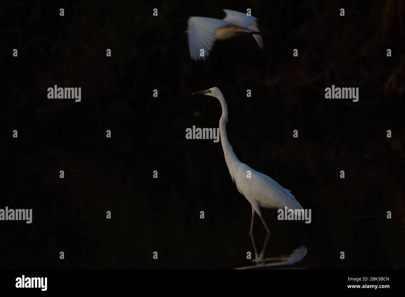 Silberreiher (Ardea alba) ist eine Vogelart aus der Familie Ardeidae. Dieser Vogel ist im Schlamm, auf der Suche nach Nahrung, Küste von Ost-Java, Indonesien Stockfoto