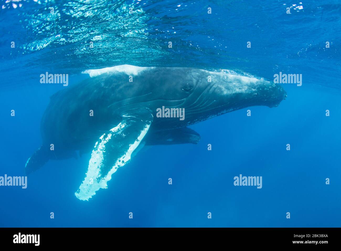 Mutter- und Kalbbuckelwale, Megaptera novaeangliae, schwimmen im blauen Wasser der Karibik. In dieser Region gebären Buckelwale. Stockfoto