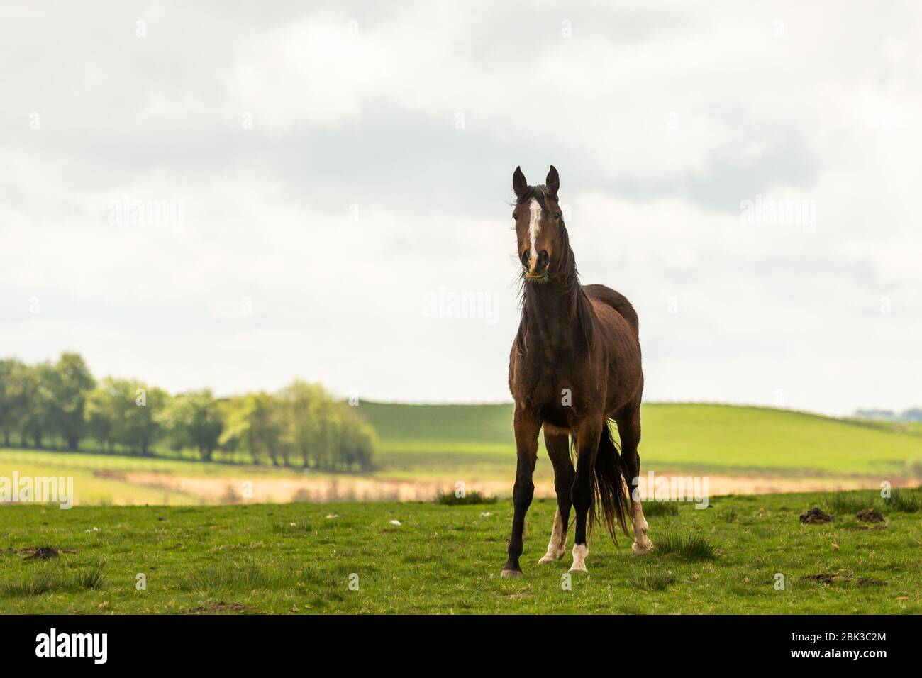 Tynygraig, Ceredigion, Wales, Großbritannien. Mai 2020 UK Wetter: Ein Pferd blickt auf die Kamera, während es in einem Feld bei Tynygraig grast, an einem bewölkten Tag mit Sonnenausbrüchen. © Ian Jones/Alamy Live News Stockfoto