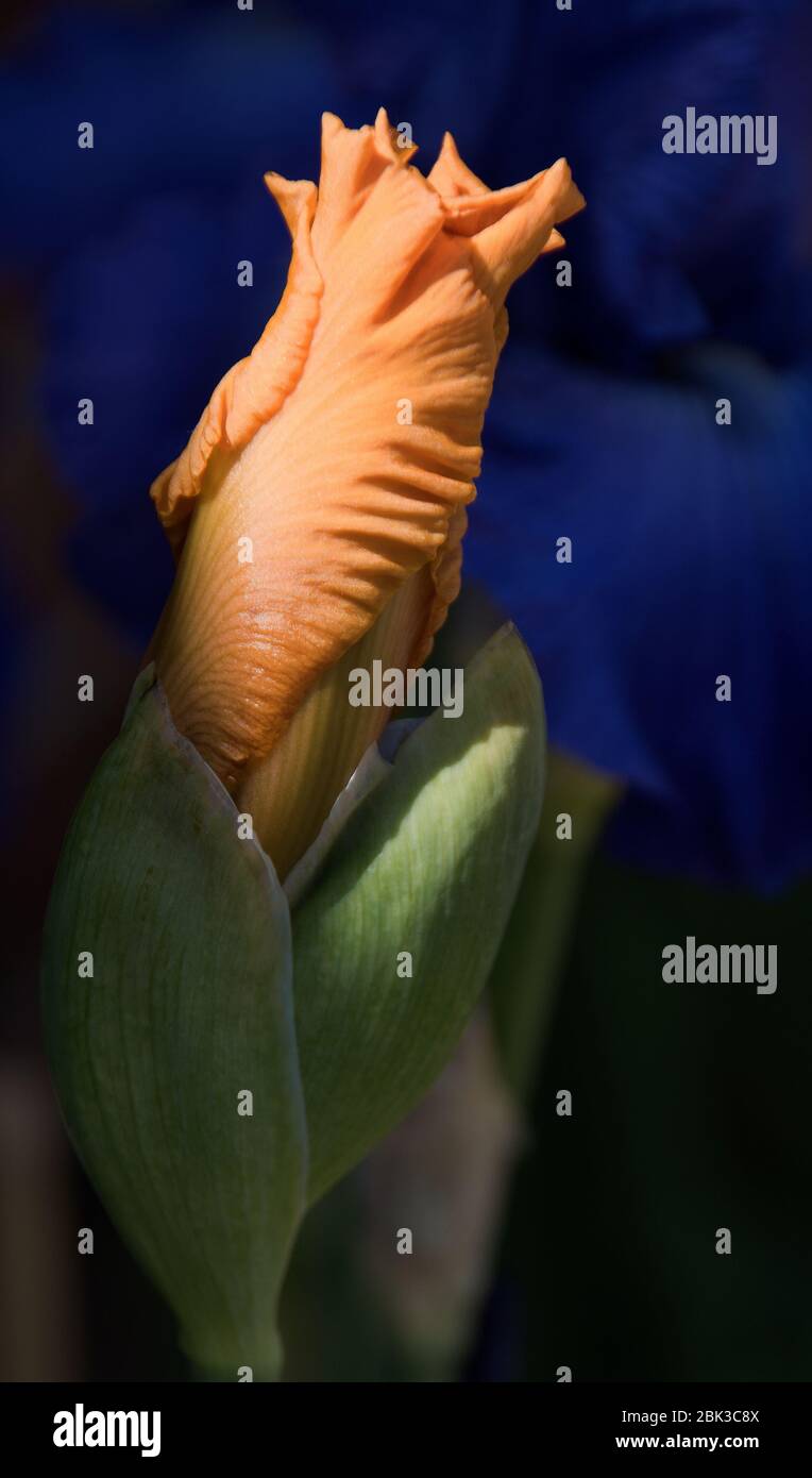 Große bärtige Iris 'Wilhelm von Orange' Stockfoto