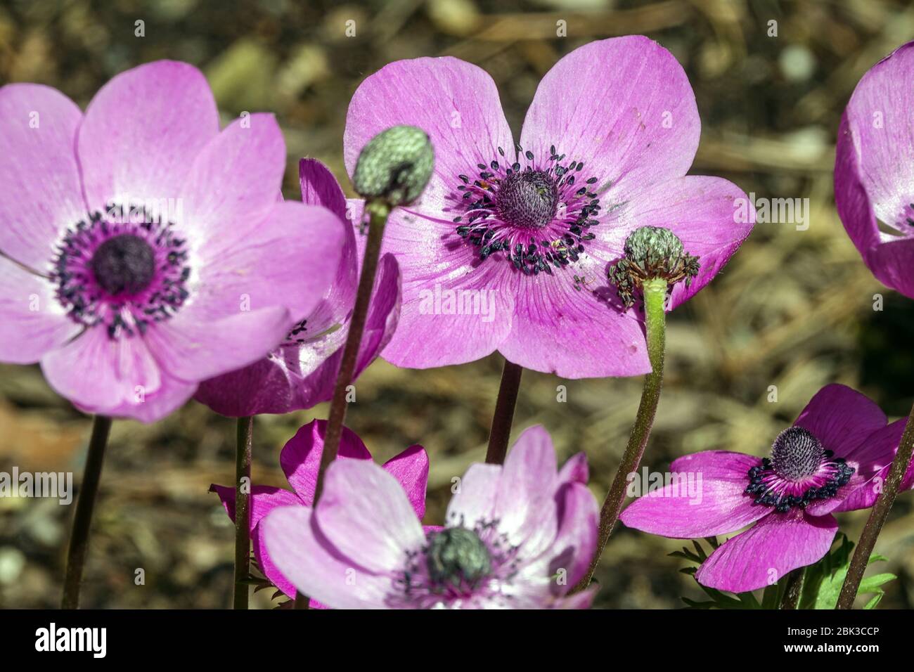 Grecian Windflower Anemone coronaria, Anemone Sylphide Stockfoto