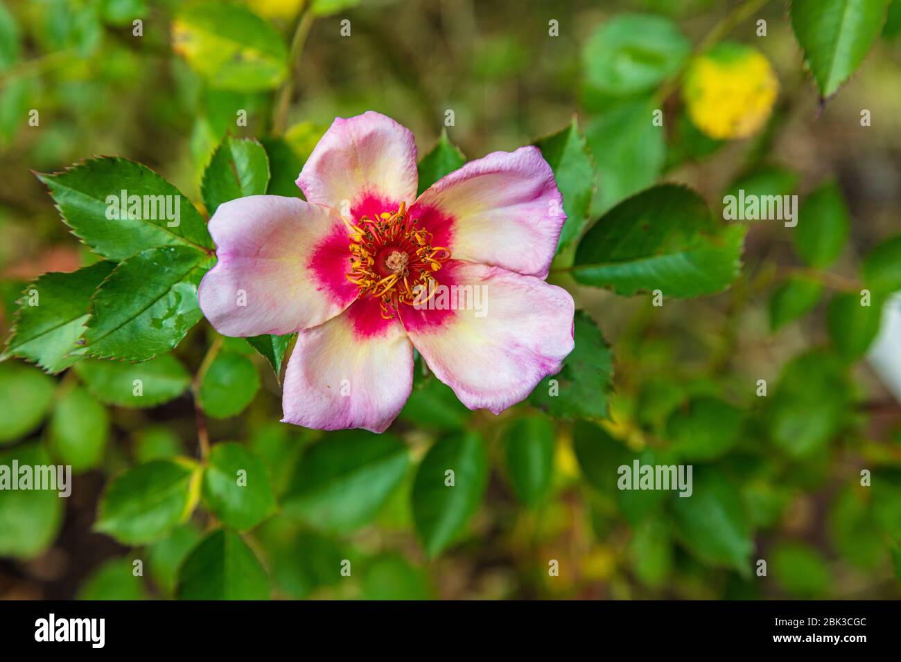 Rosa Rose in Blüte, auf Rose des Jahres 2015, nur für die Augen. Stockfoto