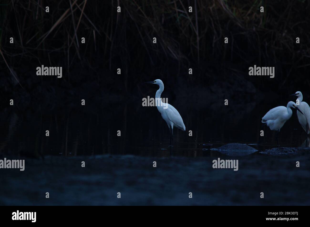 Der Reiher (Egretta garzetta) ist eine Art von kleinen Reihern in der Familie Ardeidae. Vögel strömen, um Nahrung am Fluss zu finden Stockfoto