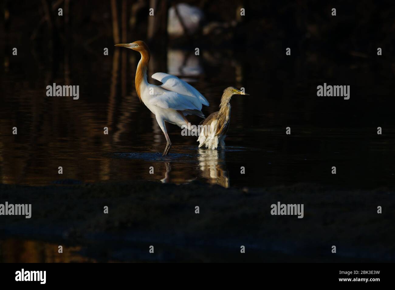 Javaneiher (Ardeola speciosa) und Rinderreiher (Bubulcus ibis) sind ein Watvogel der Reiher-Familie, der in Gruppen in einem Sumpf auf der Suche nach Nahrung gesehen wird. Stockfoto