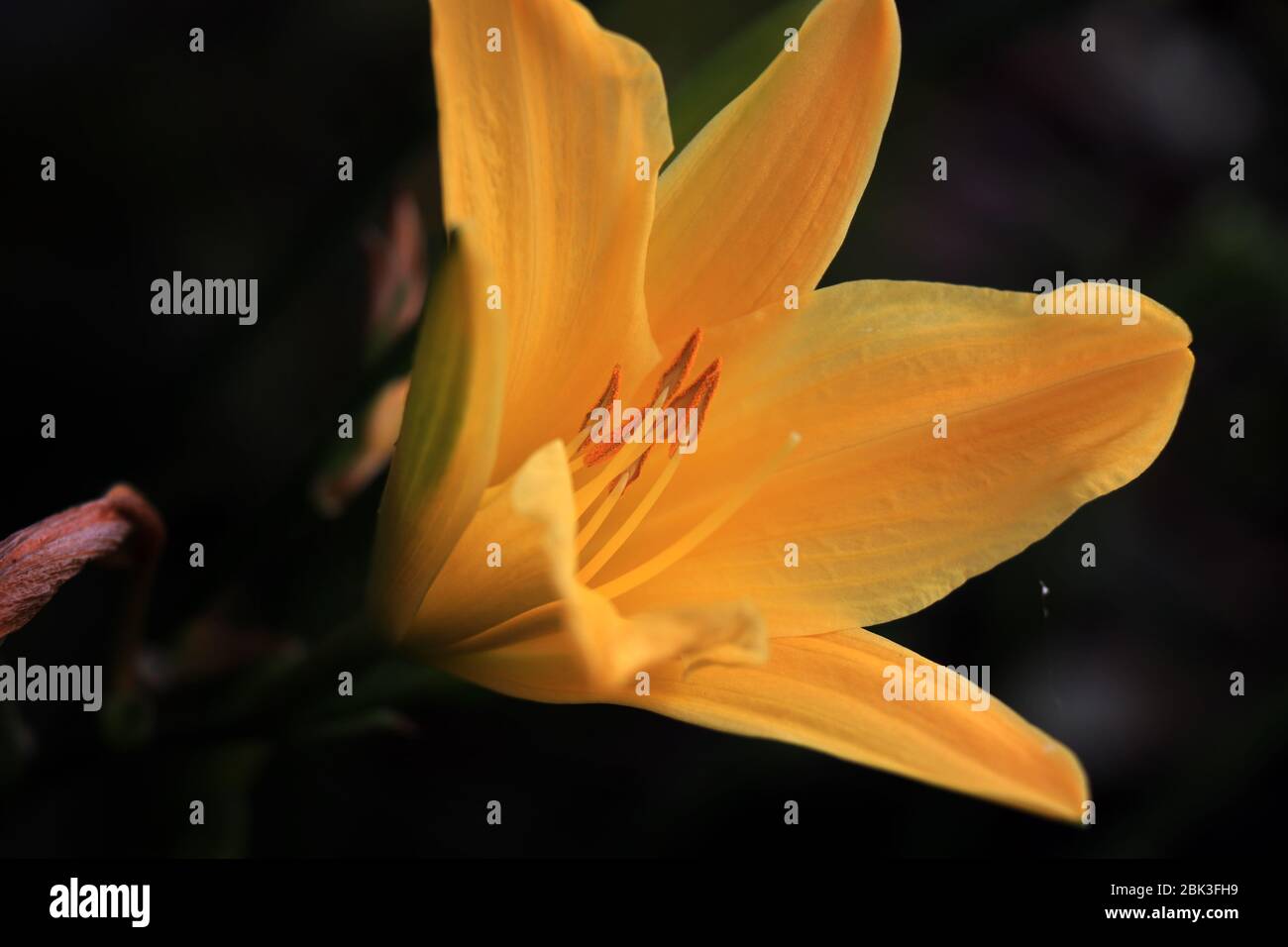 Gelbe Lilie auf dunkelgrünem Hintergrund. Lilie auf dem verschwommenen Hintergrund. Stockfoto