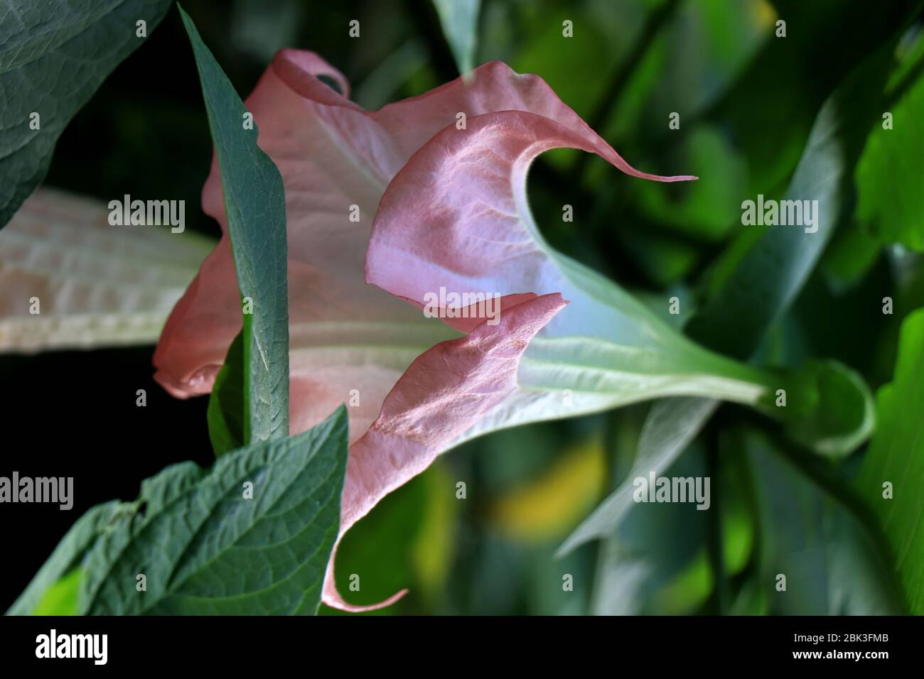 Brugmansia versicolor ist eine Pflanzenart aus der Familie der Solanaceae, die auch als „Engelstrompeten“ bekannt ist. Brugmansia Suaveolens. Stockfoto