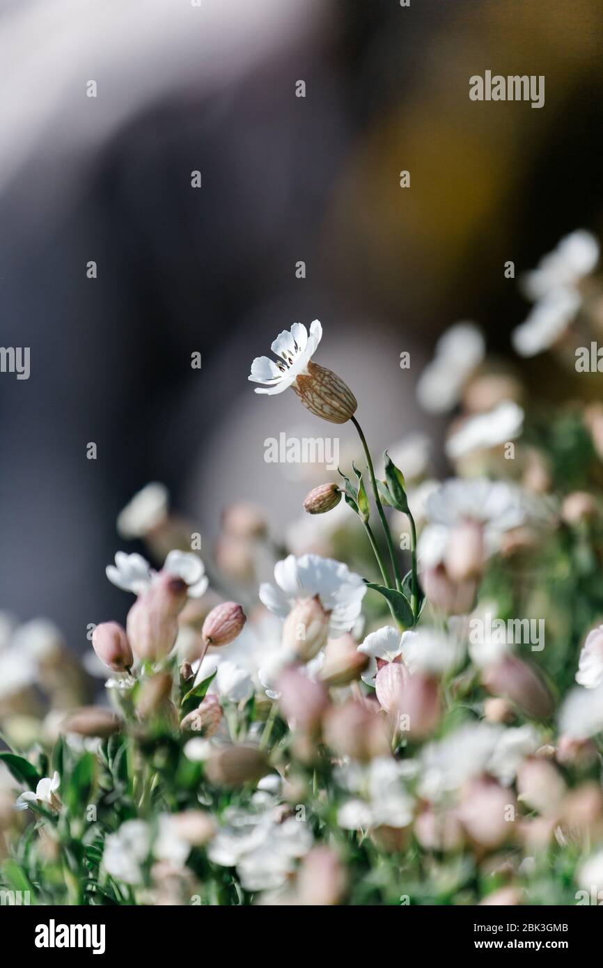 Silene vulgaris Leimkraut Insel Mai Schottland Küste Flora Stockfoto