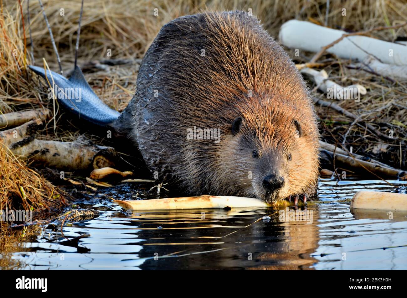 Nahaufnahme eines wilden Bibers 'Castor canadensis', der sich an einem Espenzweig am Ufer seines Bibersees in der Nähe von Hinton Alberta Canada ernährt. Stockfoto