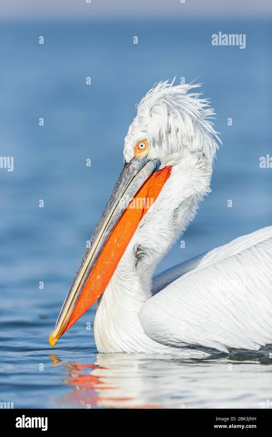 Ein dalmatinischer Pelikan (Pelecanus crispus) in vollem Gefieder am See Kerkini, Griechenland Stockfoto