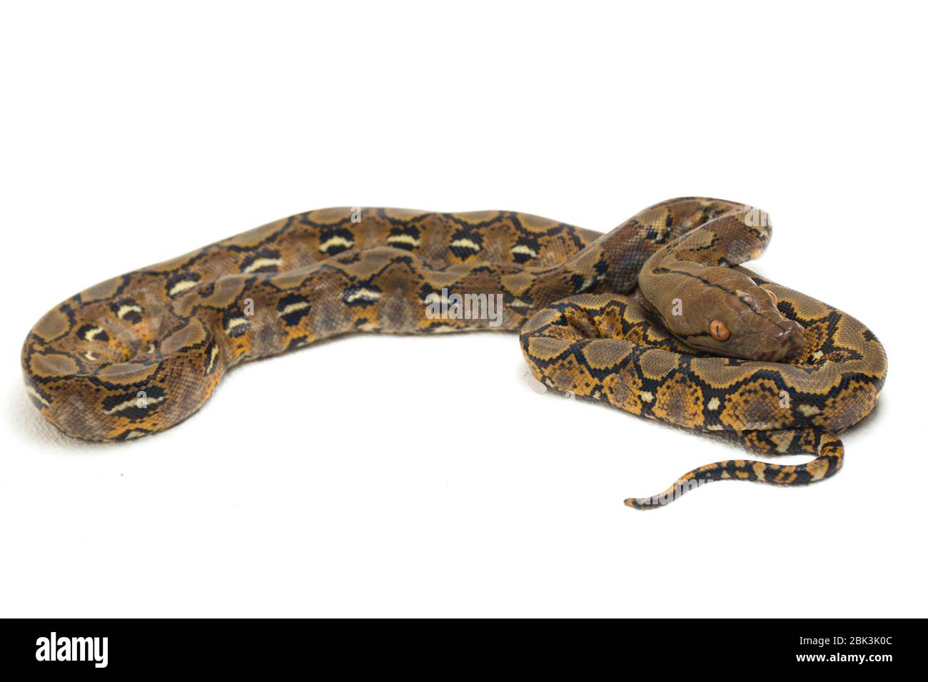Netzpython (Python reticulatus) auf weißem Hintergrund. Stockfoto
