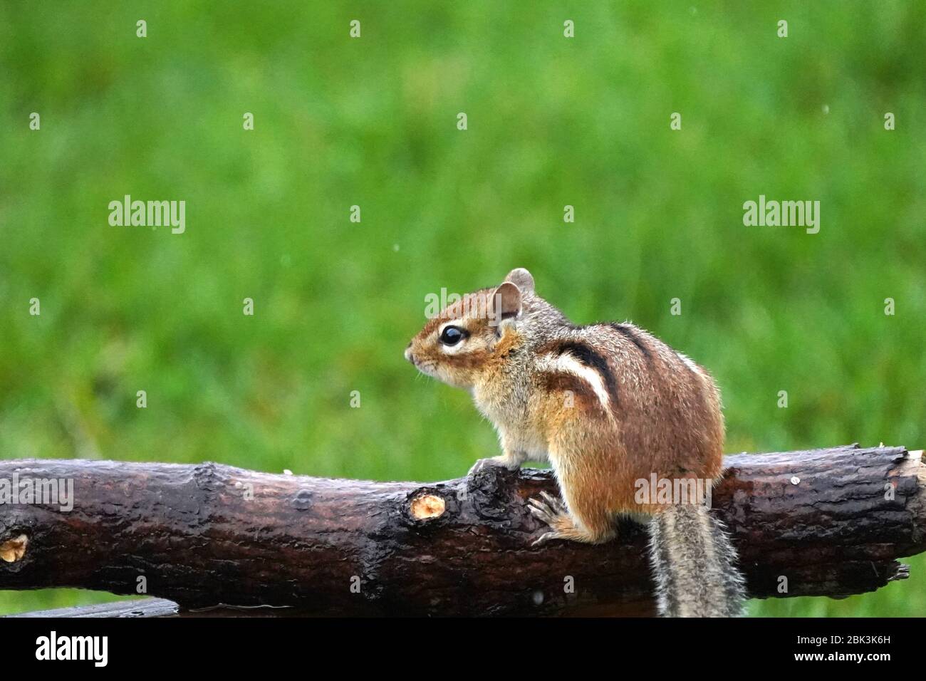 Chippmunk im Regen Stockfoto