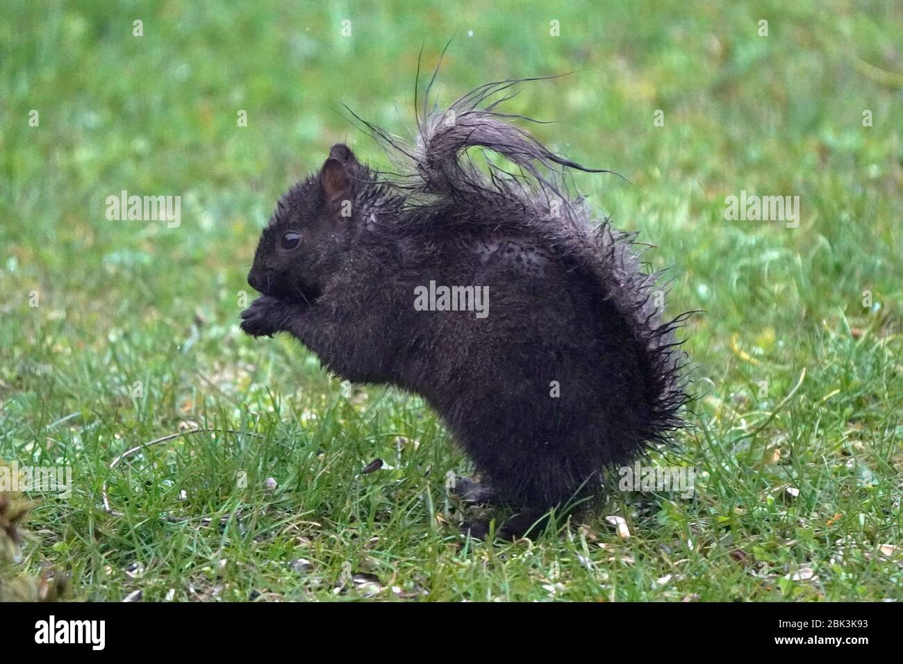 Schwarzes Eichhörnchen im Regen Stockfoto