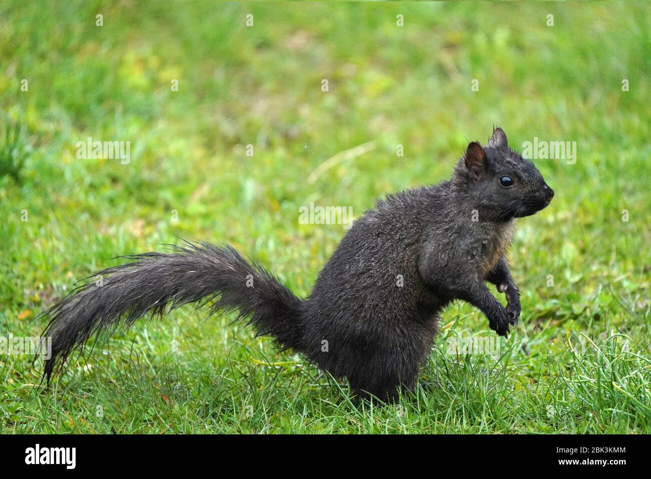 Schwarzes Eichhörnchen im Regen Stockfoto