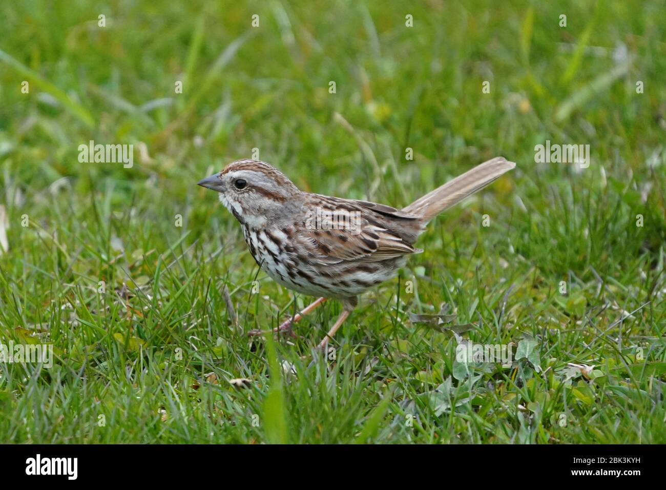 Song sparrow Stockfoto