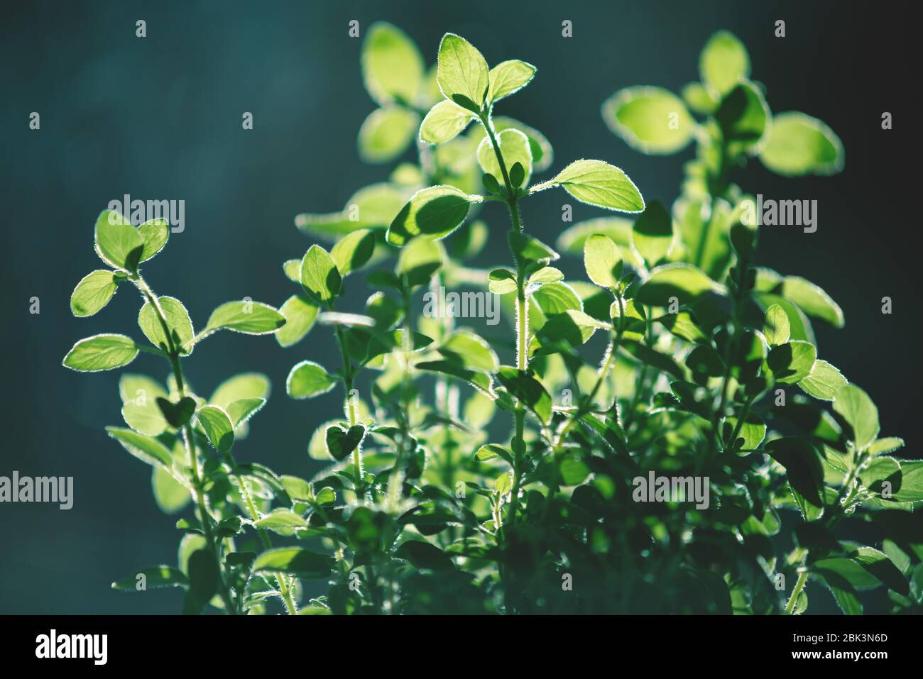 Nahaufnahme von Oregano-Blättern mit Hintergrundbeleuchtung und dunklem Hintergrund als Kräuter zum Kochen verwendet Stockfoto
