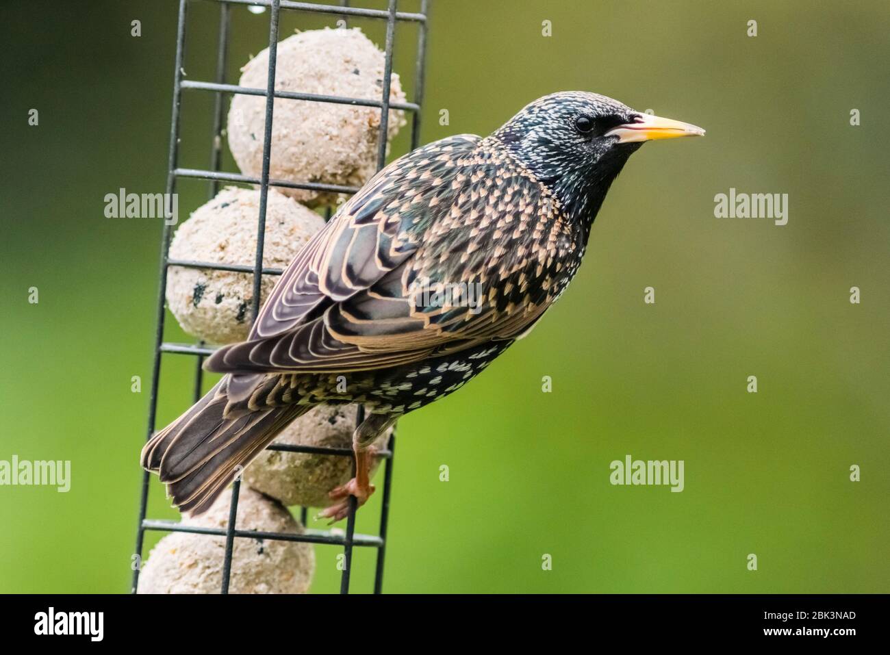 Ein Starling (Sturnus vulgaris) auf fetten Kugeln in einem englischen Garten Stockfoto