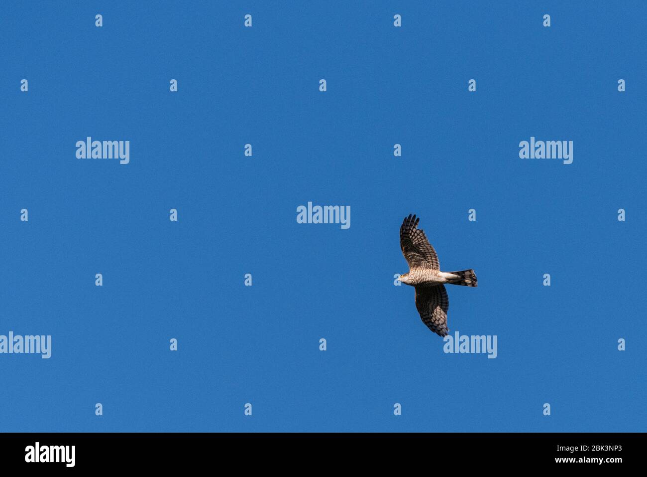 Ein Sparrowhawk (Accipiter nisus), der in Großbritannien fliegt Stockfoto