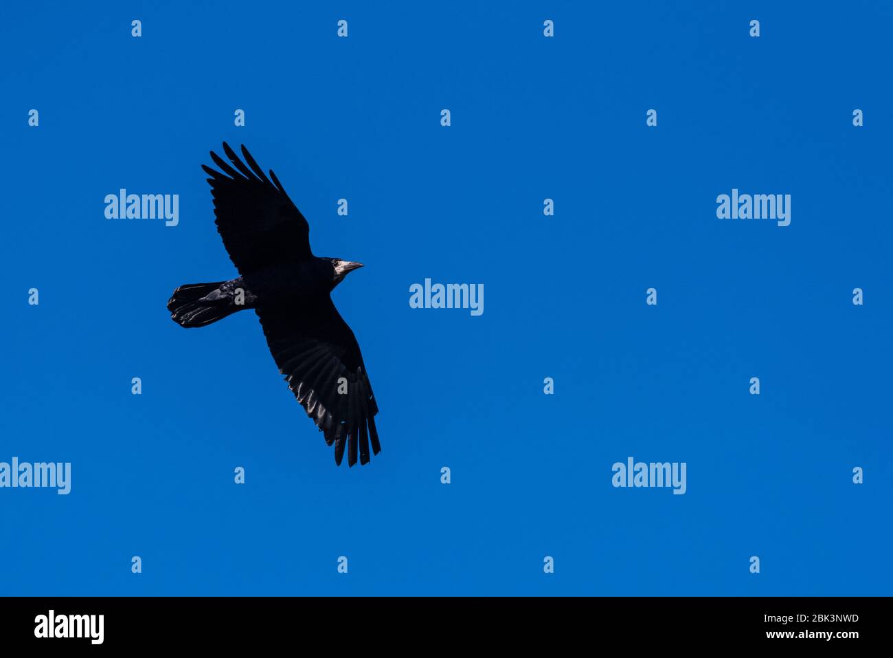 Ein Rook (Corvus frugilegus) im Kampf in großbritannien Stockfoto
