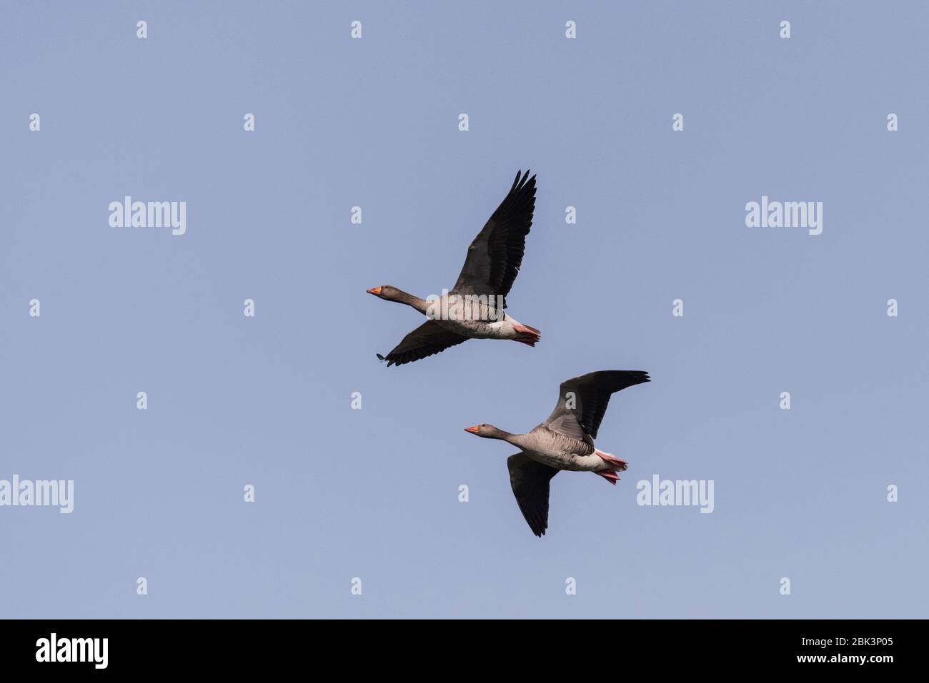 Ein Paar rosa-fußende Gänse (Anser brachyrhynchus) im Flug in Großbritannien Stockfoto