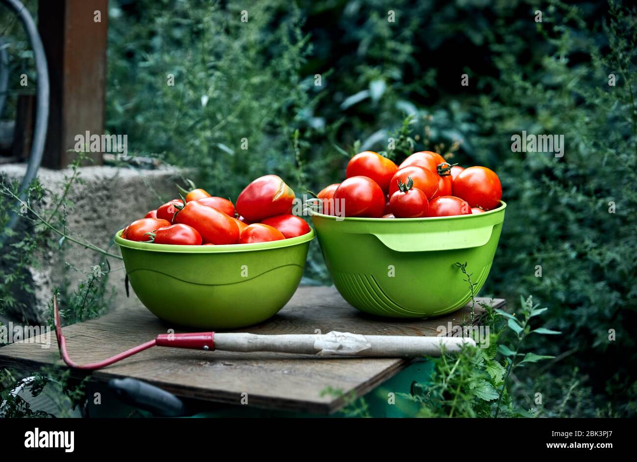 Schüssel voll mit frischem abgeholt reife Tomaten im Gewächshaus. Natürliche Landwirtschaft Konzept. Stockfoto
