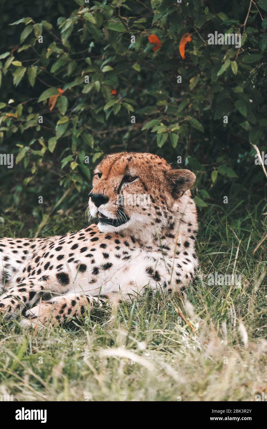 Gepard liegt im Busch / Gepard Stockfoto