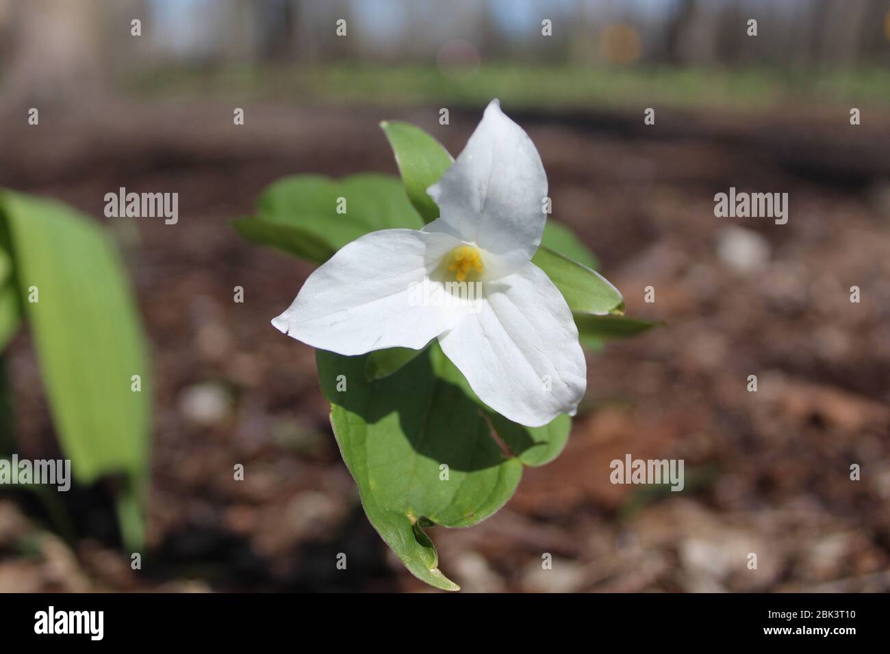 Großblütige trillium-Wildblume in Linne Woods in Morton Grove, Illinois Stockfoto