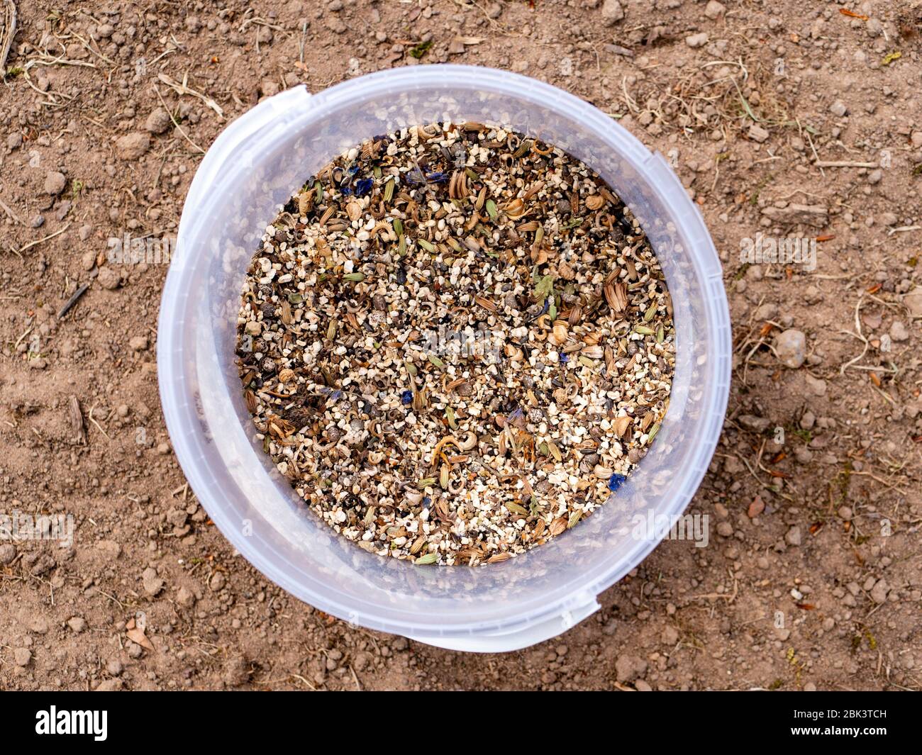 Eimer mit einer Mischung aus insektenfreundlichen Wildblumen Samen. Stockfoto