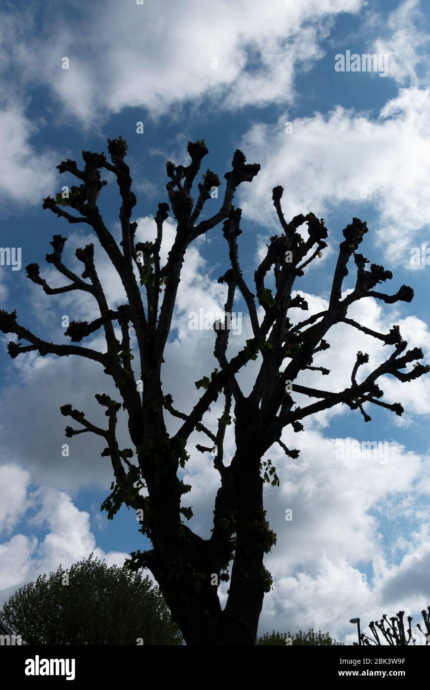 Ein Blick aus der Nähe auf einen großen Baum mit dem blauen Himmel und weißen Wolken dahinter Stockfoto