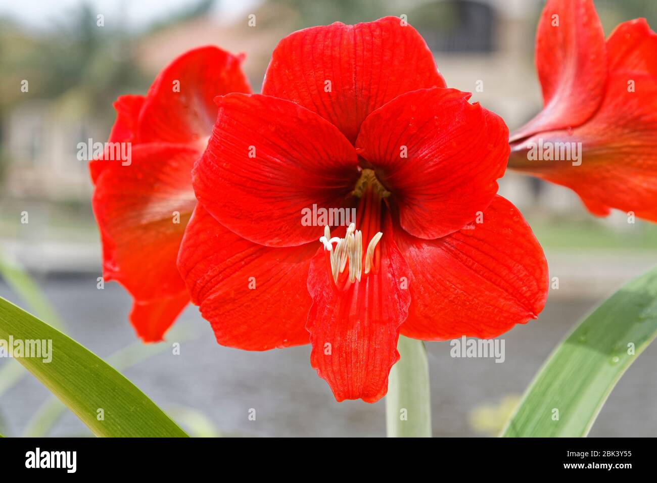 Amaryllis; 4 Blüten pro Stamm; Zwiebeln; große rote Blüten; Natur