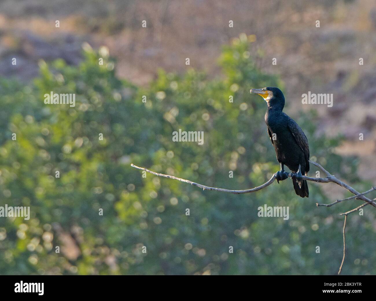 Große Kormoran gesichtet Ranthambore National Park, Sawai Madhopur, Rajasthan, Indien Stockfoto