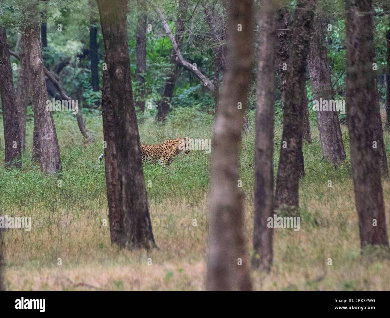 Leopard Wandern im Wald im Ranthambore National Park, Sawai Madhopur, Rajasthan, Indien Stockfoto