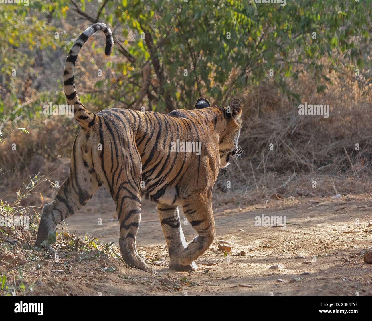 Noor die Tigress von hinten in Ranthambore National Park, Sawai Madhopur, Rajasthan, Indien Stockfoto